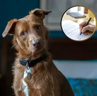 Las mascotas pueden recibir una herencia en Colombia: ¿sí o no?