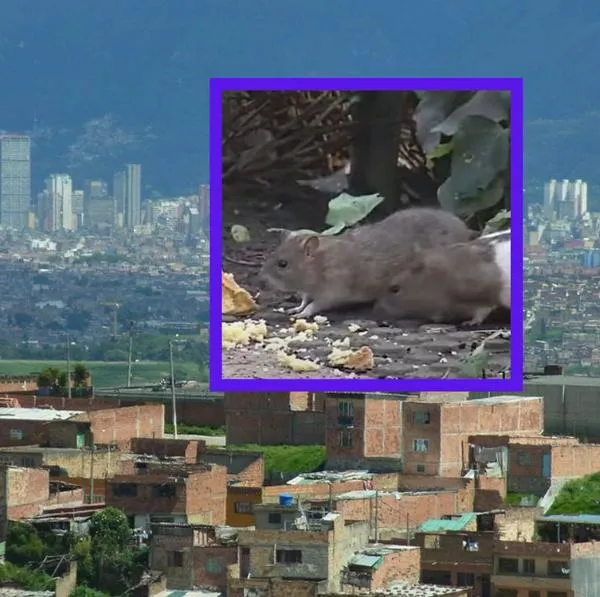 Varios barrios de Bogotá están plagados de ratas y roedores. En un lugar hay más de 600 ratones y la situación es bien complicada. 