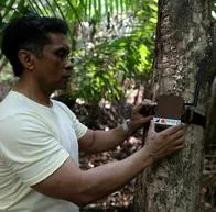 Empieza lucha con Inteligencia Artificial contra deforestación en Amazonas