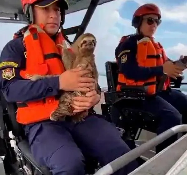 Rescatan a oso perezoso que flotaba enredado entre plantas en mar de Turbo, Antioquia