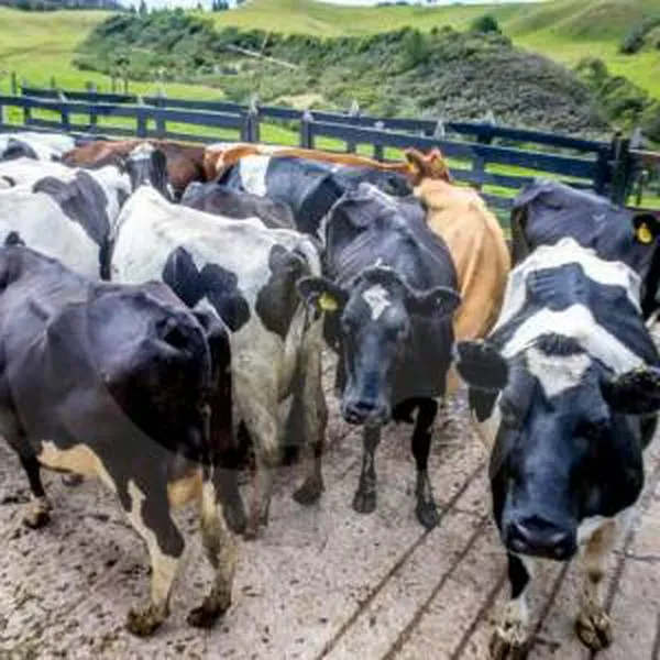 Exportadores de ganado en pie advierten de posible normativa que los afectaría