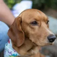 Tome nota: Así puede prevenir que su perro tenga pulgas o garrapatas