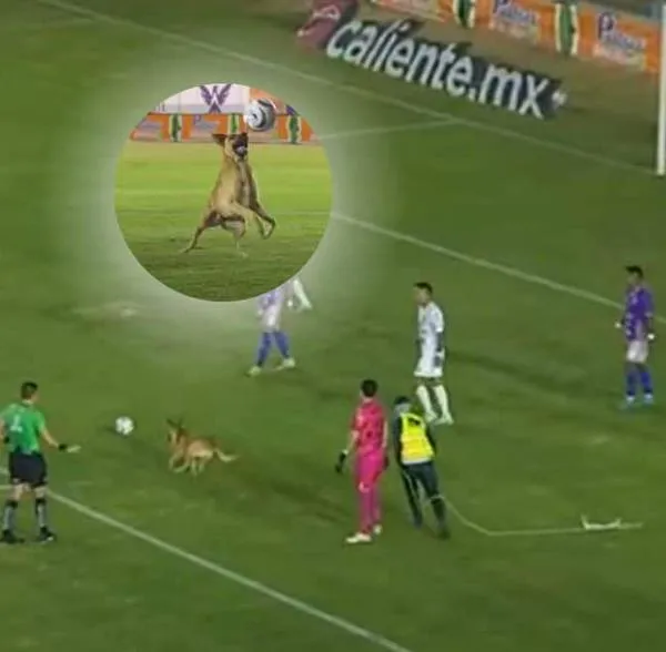 Video: 'Perrito futbolero' se llevó todas las miradas durante partido oficial