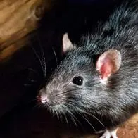 ¡Inusual visita! Rata gigante invade un salón de clases: alumnos entraron en pánico.