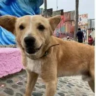 Perro que se hizo viral al cruzar corriendo la frontera entre México y Estados Unidos, para luego ser regresado como si fuera un deportado