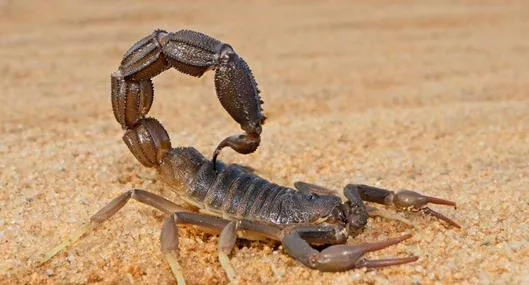 image_desktop
