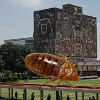 La UNAM ha confirmado la presencia de chinches en una de sus facultades