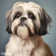Este es el significado de tener un perro shih tzu en casa.