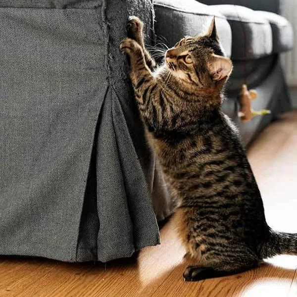 Tips para evitar que el gato del hogar rasguñe los muebles