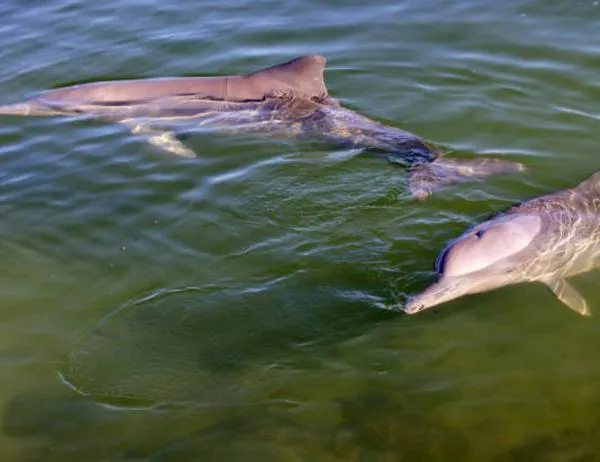 EN IMÁGENES: Encuentran 110 delfines de río muertos