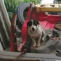 Dos personas fueron imputadas por presunta negligencia con sus mascotas.