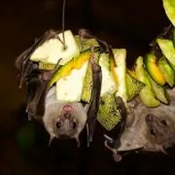 ¿Podría ser el virus Nipah el causante de una nueva pandemia?