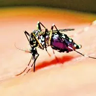 Norte de Santander declara emergencia Sanitaria por dengue.