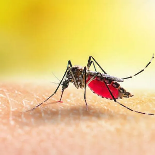 OMS informó que habrá dos vacunas aprobadas en el mundo para combatir la malaria