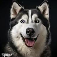 Este es el significado de tener un perro husky siberiano en casa.