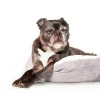 ¿Cuándo envejecen los gatos y los perros y  qué cuidados se debe tener con ellos?