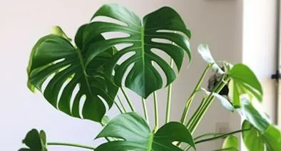 spider plant reverse Spider Plant Reverse Variegated | Care Guide and Pro Tips - Delivery from  Toronto across Canada