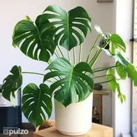 Este es el significado que tiene tener una planta monstera deliciosa en casa.