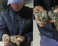 Gatito cayó de un edificio y fue reanimado por 7 minutos: conmovedor vídeo 