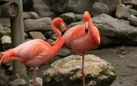 Liberan 18 flamencos rosados rescatados del tráfico de animales