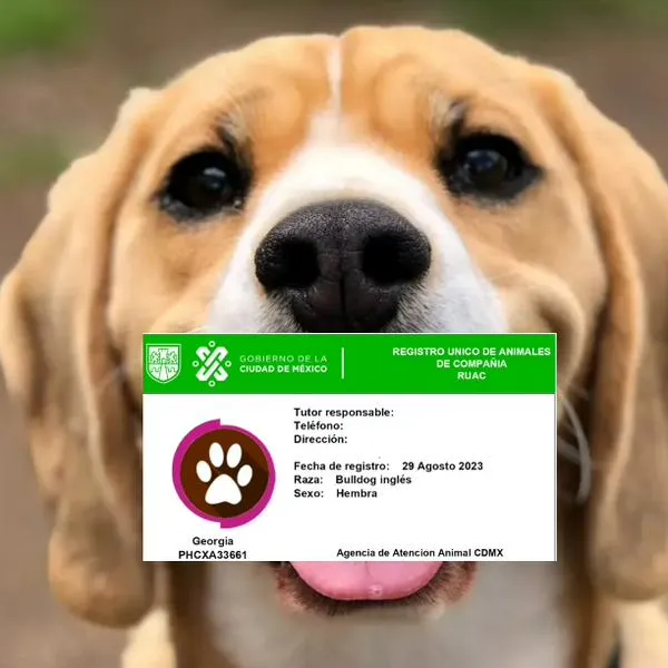 Nueva CURP para mascotas, documento de identidad con nombre y apellido.