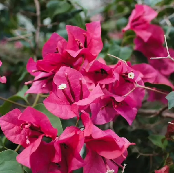 Este abono casero hará que la buganvilia del jardín crezca en solo 3 días