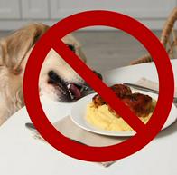 Por estos motivos no es recomendable darles sobras de comida a los perros de la casa