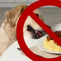 Por estos motivos no es recomendable darles sobras de comida a los perros de la casa