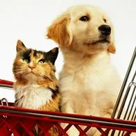 Día de los Animales: cuánto dinero gastan los colombianos en las mascotas