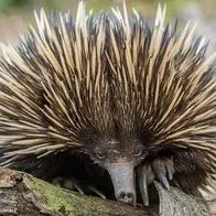 Los equidnas hacen un ruido extraño en época de cría por lo que los investigadores de la Universidad de Curtin lo consideraron como el lenguaje del amor.