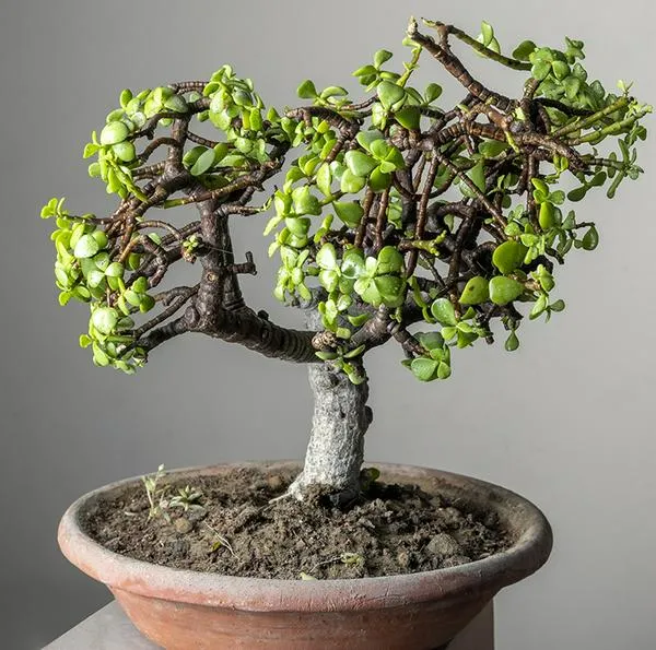 Cuidados del árbol de jade