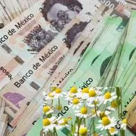 Feng Shui revela el ritual con manzanilla para atraer dinero y fortuna