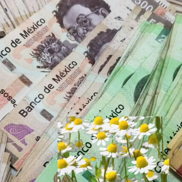 Feng Shui revela el ritual con manzanilla para atraer dinero y fortuna