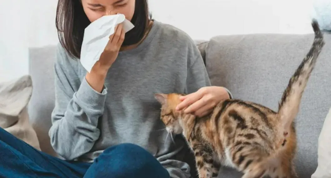 Estas son las razas de gatos que no sueltan pelo y no dan alergia