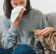 Estas son las razas de gatos que no sueltan pelo y no dan alergia