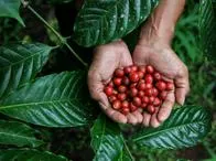Alerta de un posible desplazamiento de familias cafeteras en la Sierra Nevada
