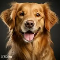 Este es el significado de tener un perro golden retriever en casa.