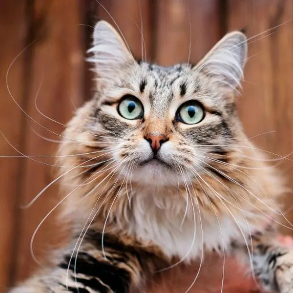 Lista 33+ Imagen de fondo q pasa si le cortas los bigotes a un gato Cena hermosa