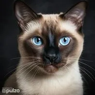 Este es el significado de tener un gato siamés en casa.