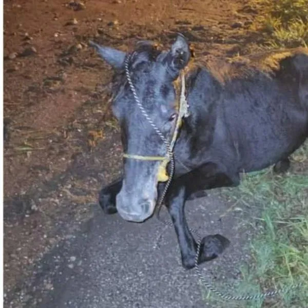 Caballo fue hallado amarrado y sin poder caminar, abandonado en el Tolima, ¡cruel caso!