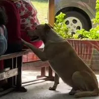 En los últimos días se ha vuelto viral un video en TikTok donde se puede ver a un perro en Ibagué que va enamorando a todos para que le den comida.