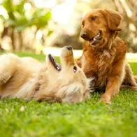 Los 10 nombres de perros comunes del mundo: ¿conoce alguno que se llame así?