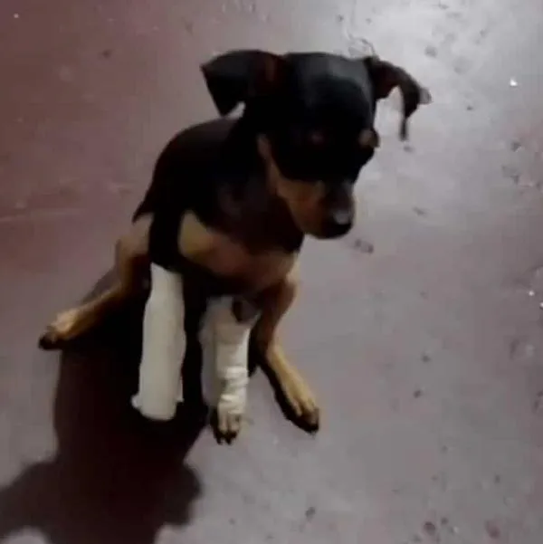 Indignación en Bucaramanga por un caso de maltrato animal, en el que, al parecer, un menor lanzó a una Pincher de 3 meses por un balncón.