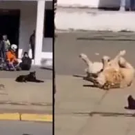 Un perro se volvió viral en medio de simulacro de accidente de tránsito en Chile