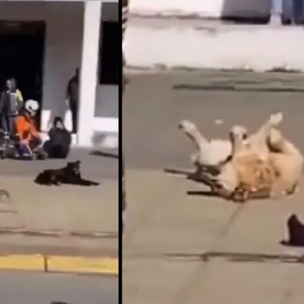 Un perro se volvió viral en medio de simulacro de accidente de tránsito en Chile