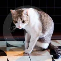 ¿Cuál es la enfermedad de los gatos amistosos?