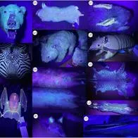 Animales luminosos: científicos descubren que 125 especies de mamíferos son fluorescentes