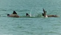 Alerta en la Amazonía por la muerte de 120 delfines