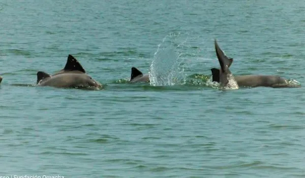 Alerta en la Amazonía por la muerte de 120 delfines