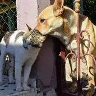 Tener mascotas implica mucho más que quererlas: recomendaciones invaluables.